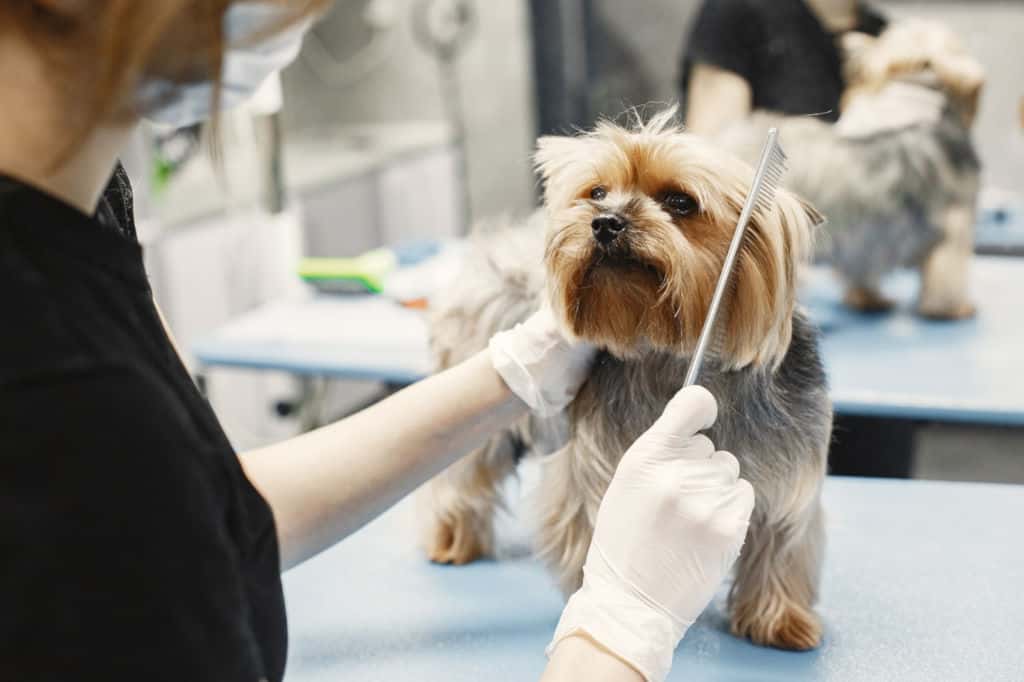 a person grooming a Yorkshire Terrier dog