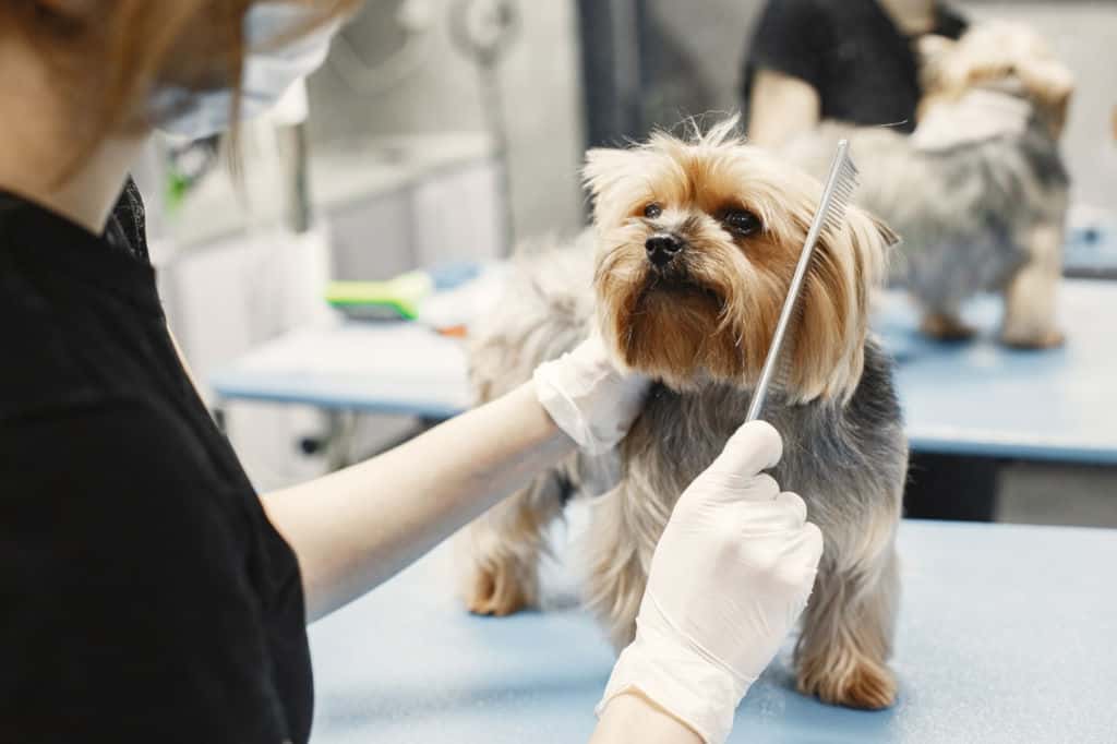 what is a good tip for a dog groomer