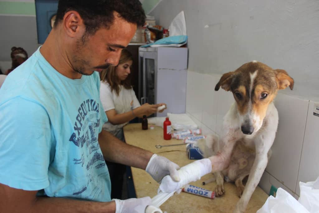 a vet treating a dog's paw