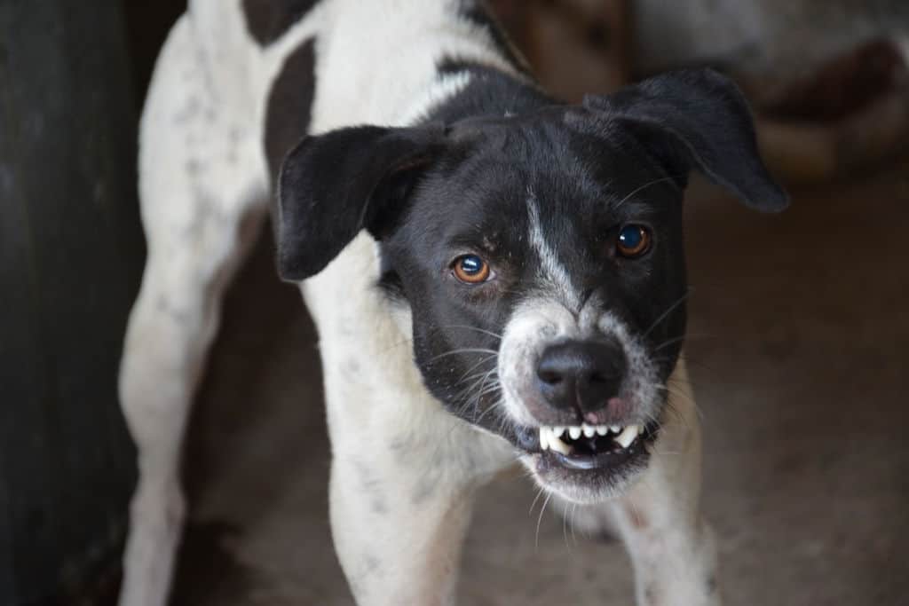 angry and aggresive dog