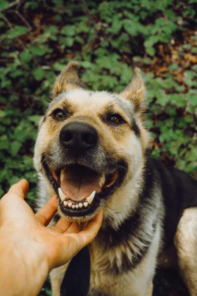 which dog has the largest teeth