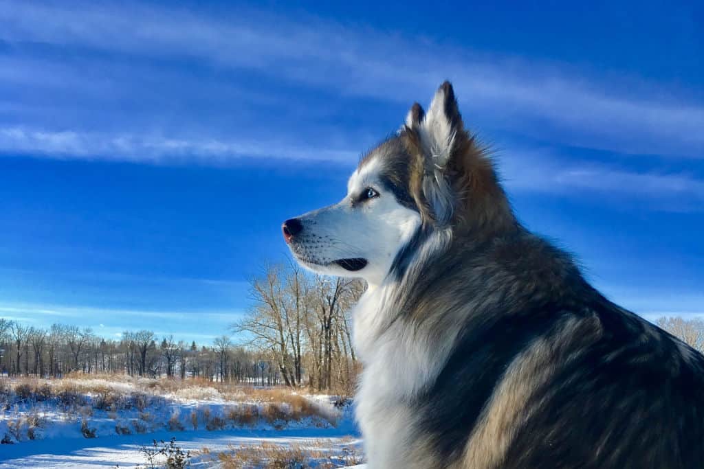 black and white alaskan malamute dog in snow