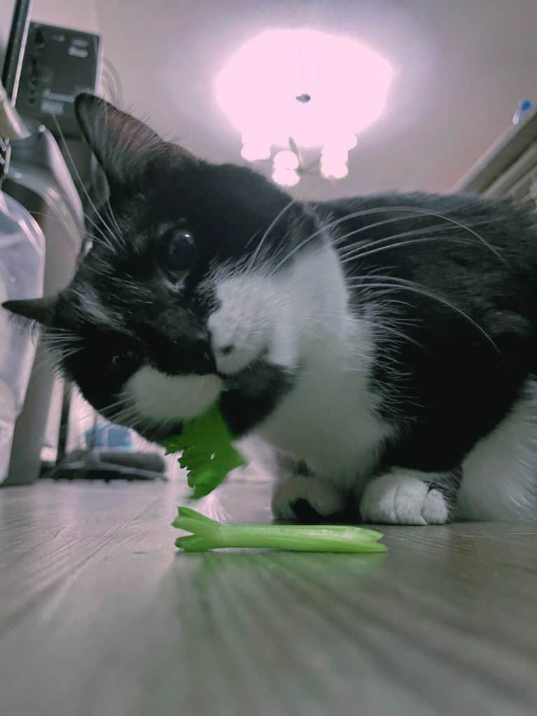 black and white cat biting on celery leaves