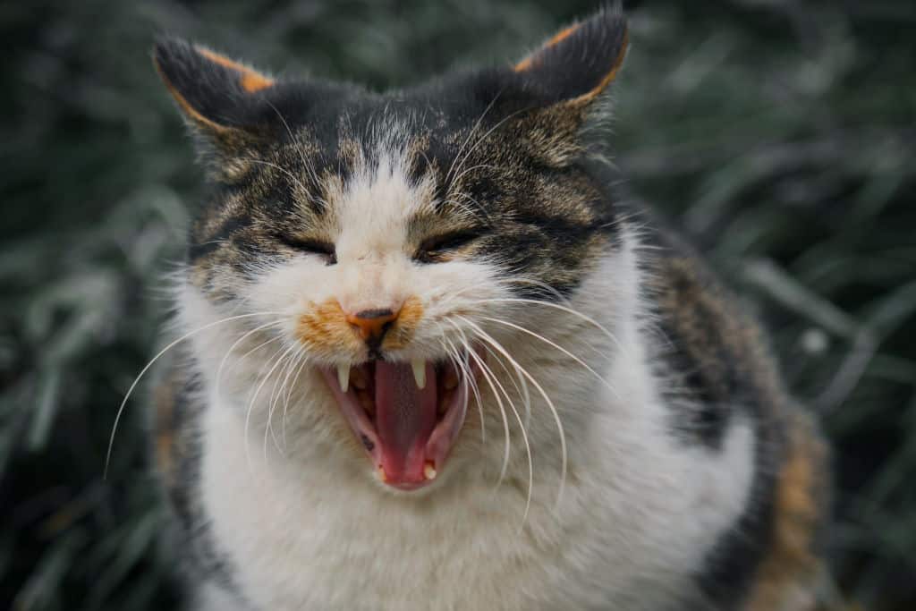 black and white cat yowling outdoors