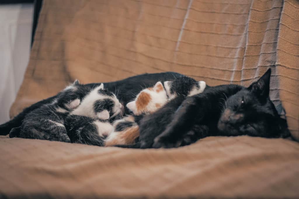 black cat lying with her kittens suckling