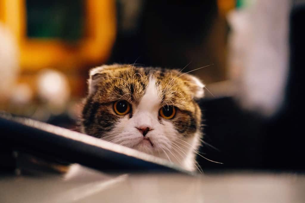 brown and white cat in focus