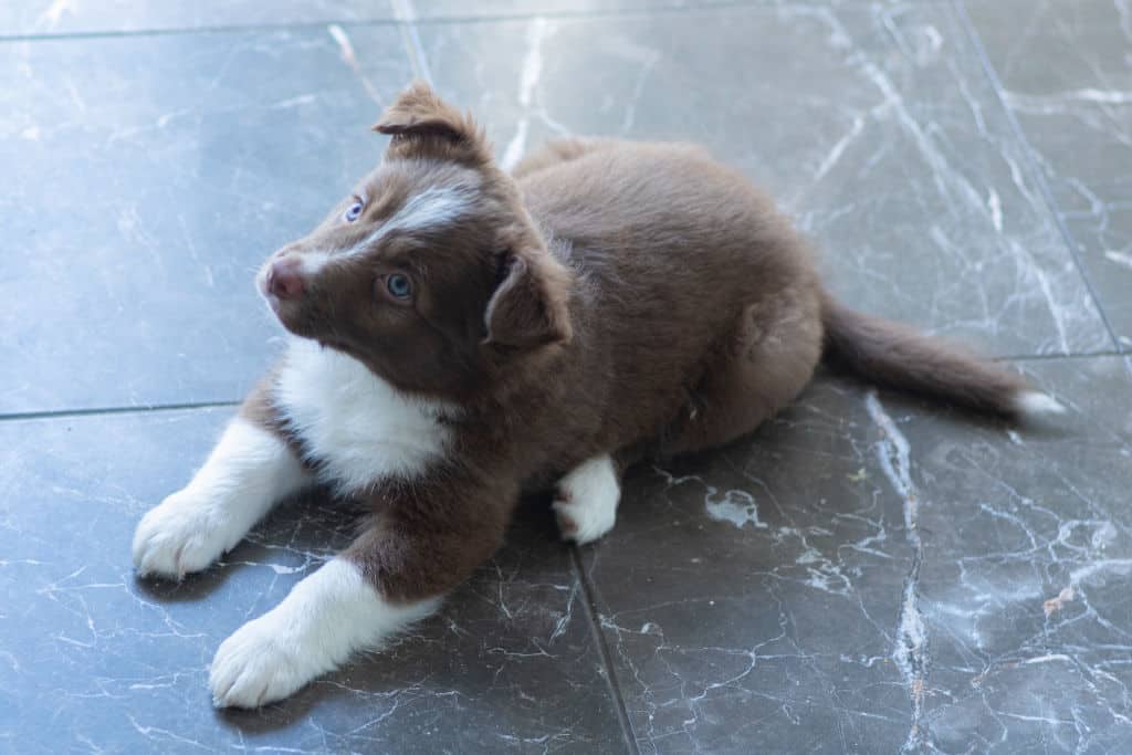 brown and white puppy lying on the floor