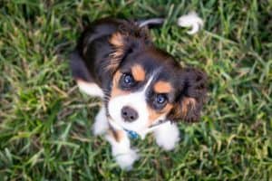 brown and white puppy on grass looking up to camera