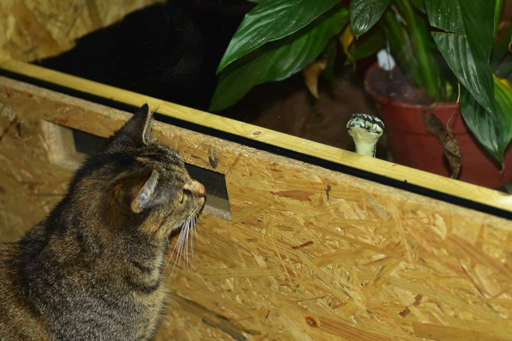 brown cat looking at a snake across the glass