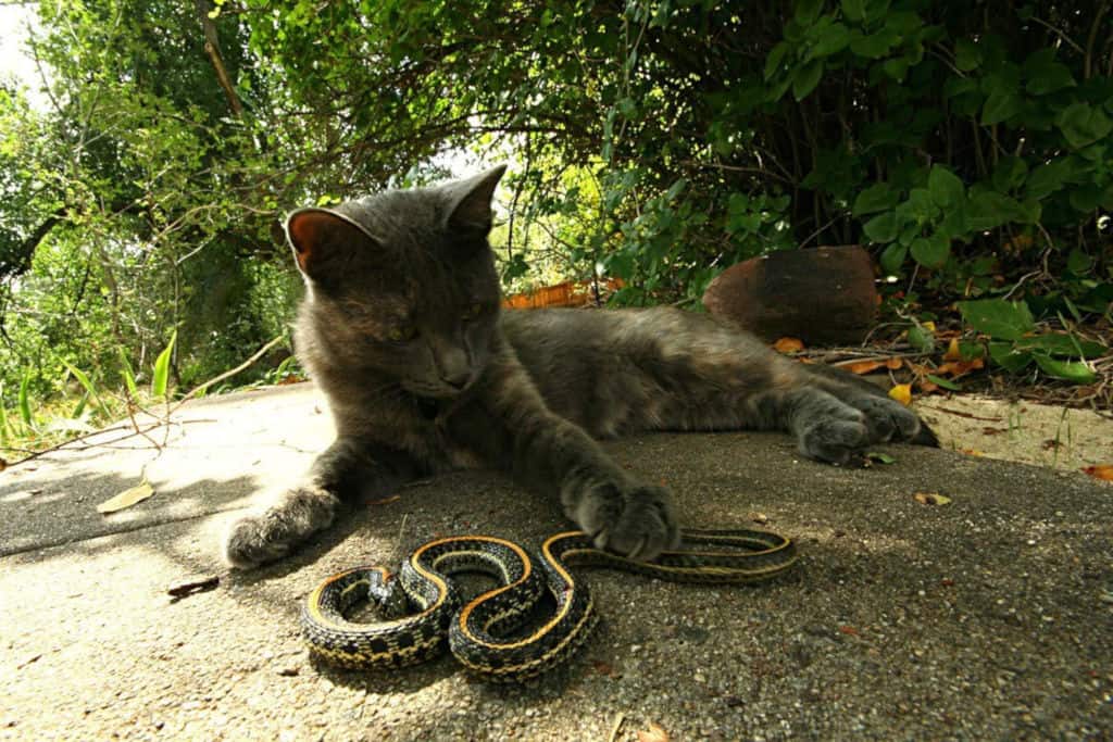 brown cat lying next to caught snake