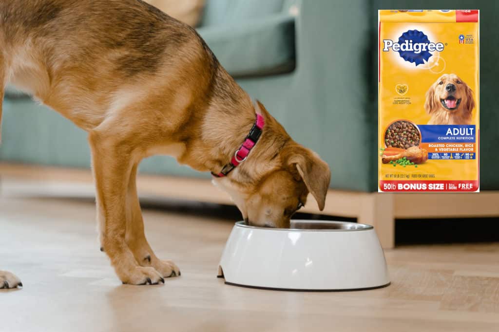 brown dog eating from a food bowl