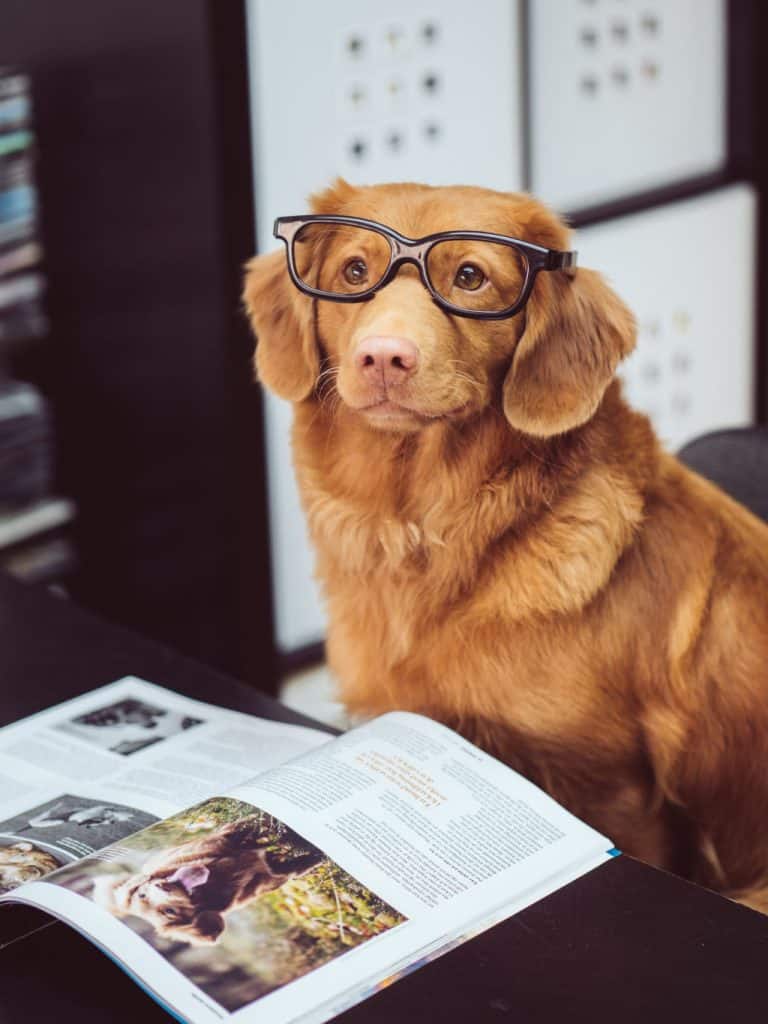 brown dog wearing glasses sitting in front of a book