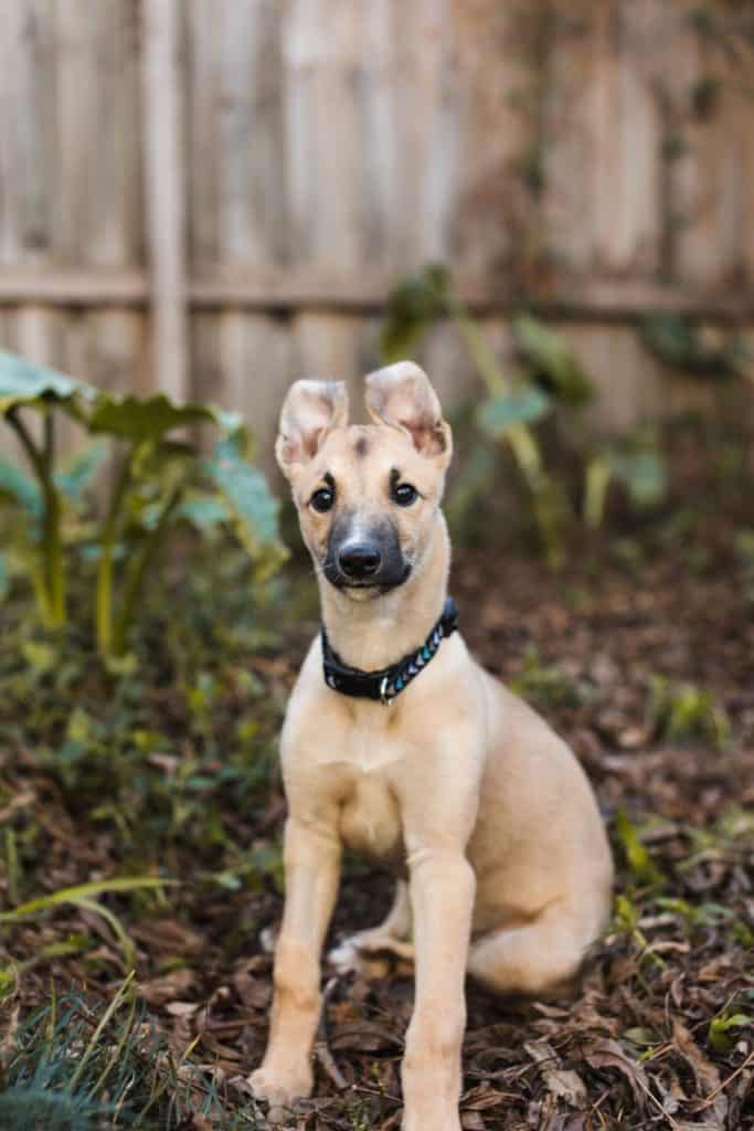 brown greyhound puppy in the garden