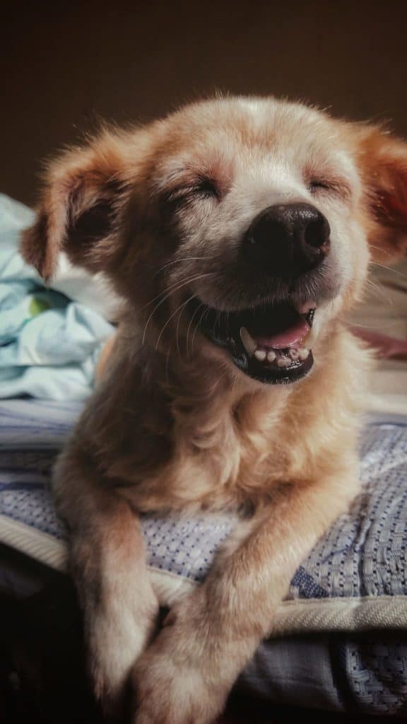 brown happy dog on a bad after teeth extraction