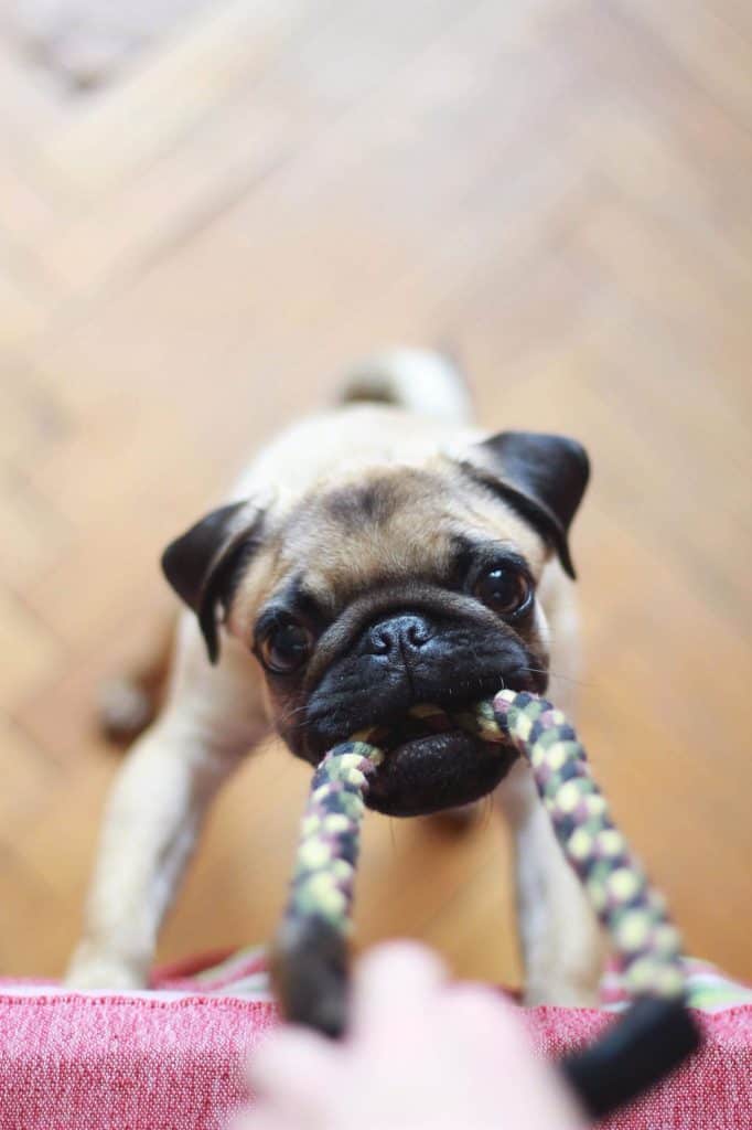 brown pug biting on rope