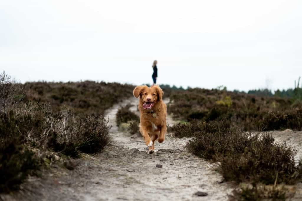 brown running dog on a pathway