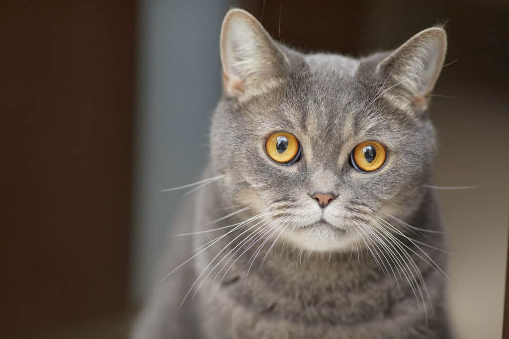 brown russian blue cat up close eyes