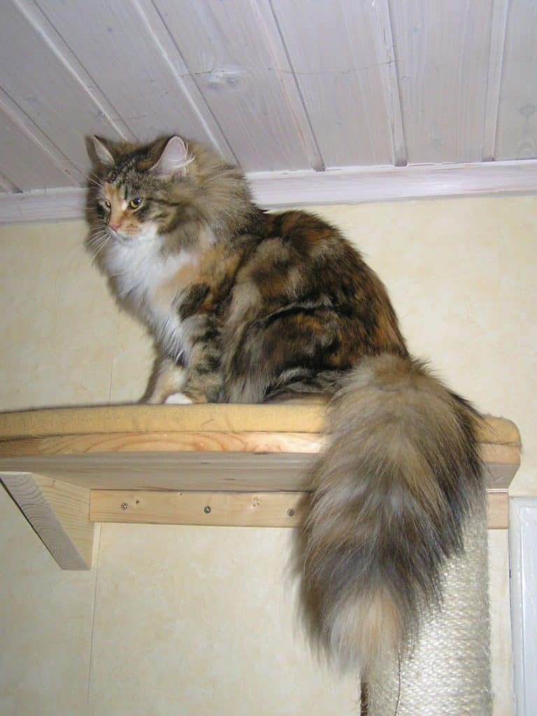 brown siberian cat on the shelf