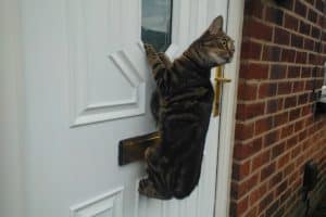 brown tabby cats hanging on the outsde of door