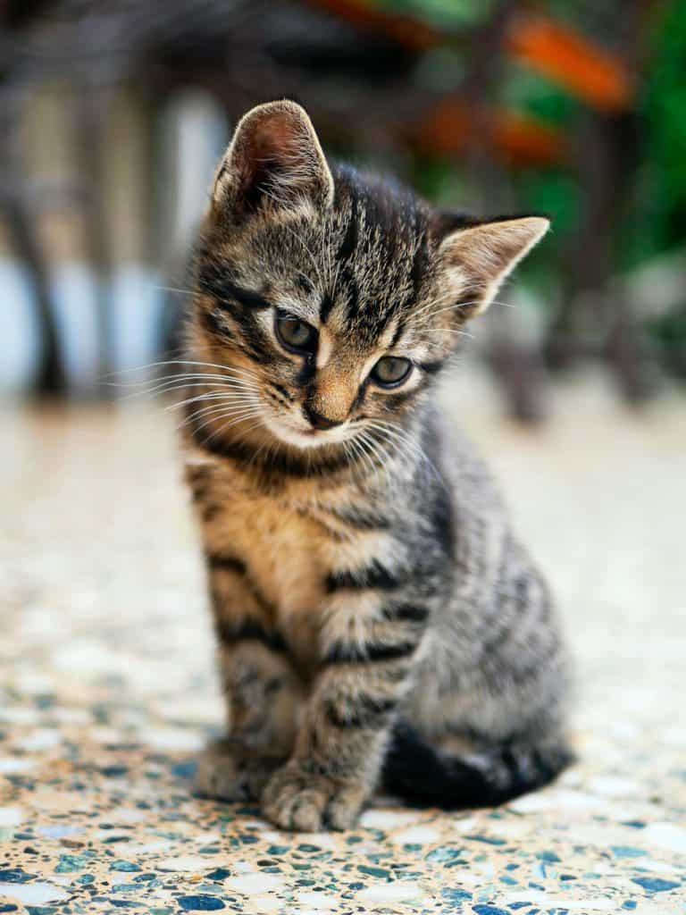 brown tabby kitten sitting on the ground