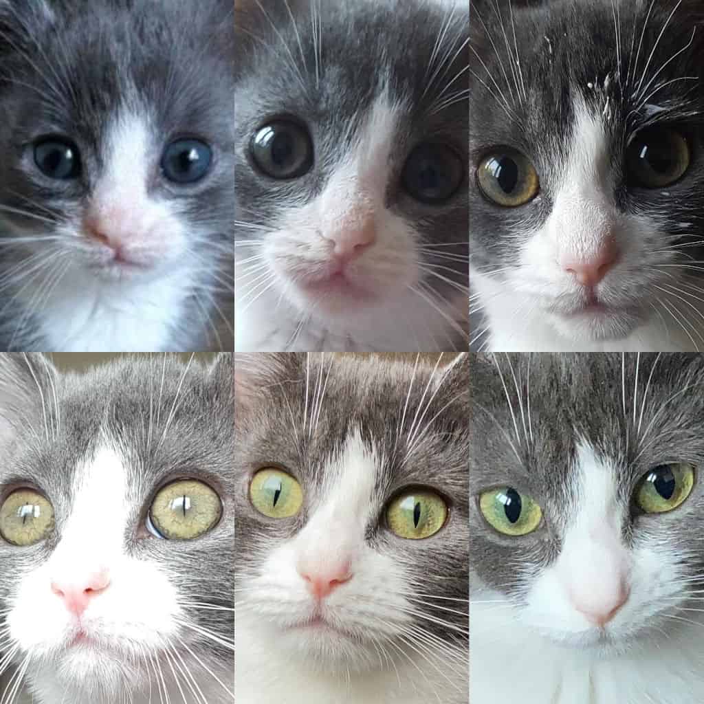 cat eye color changing as they grow compared