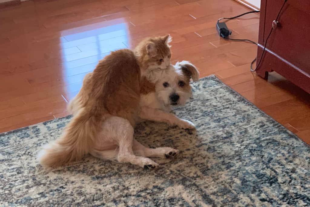 cat humping a dog in house on the floor