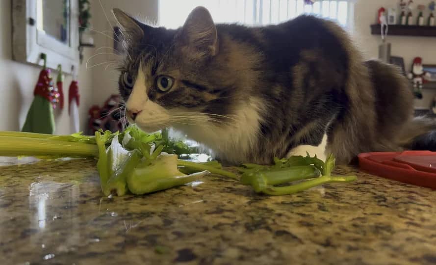 cat smelling and rubbing face in celery