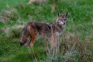 coyote standing in grass field during daytime