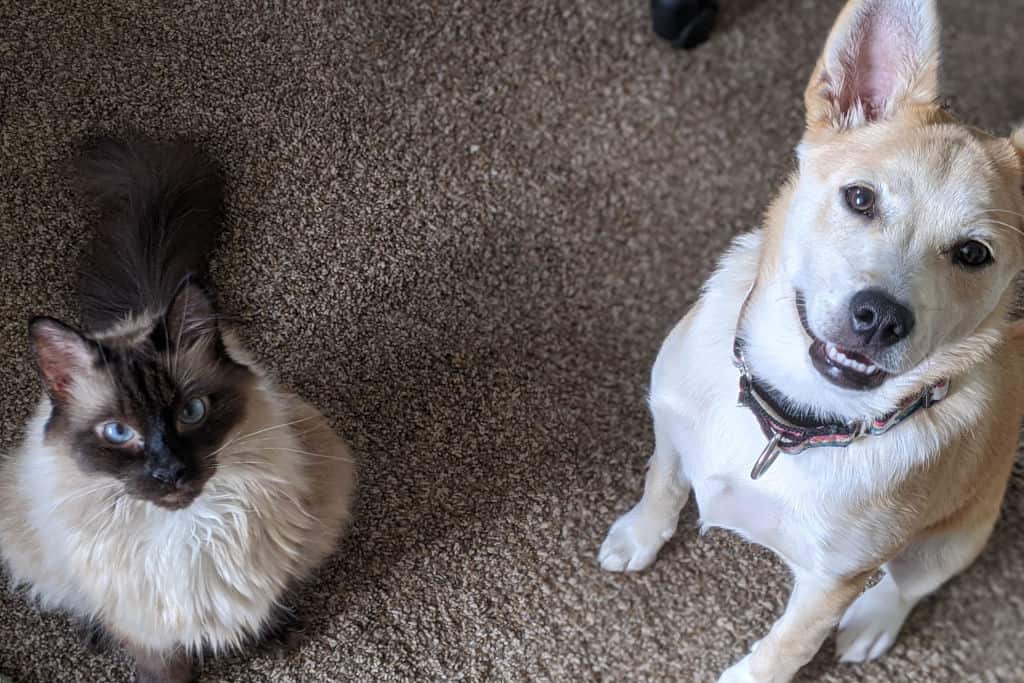 dog and cat on the floor next to each other looking up