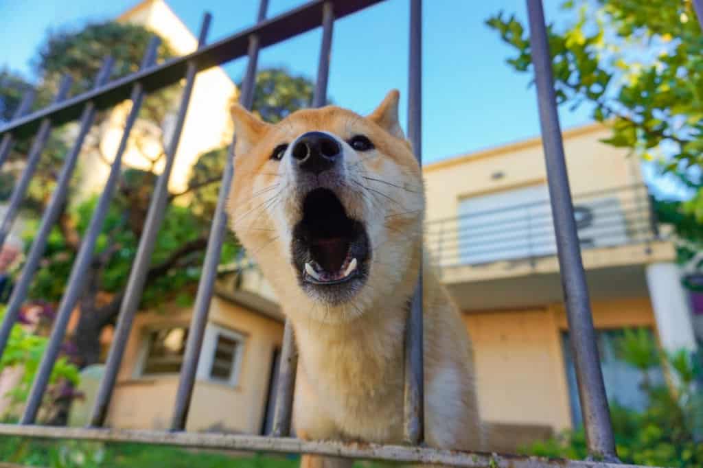 dog barking next to metal fence in front of house