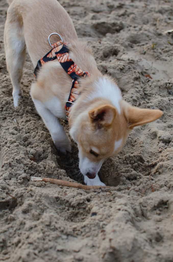 dog digging a hole in the sand
