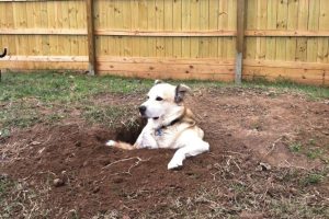 dog sitting in a dug hole in ground