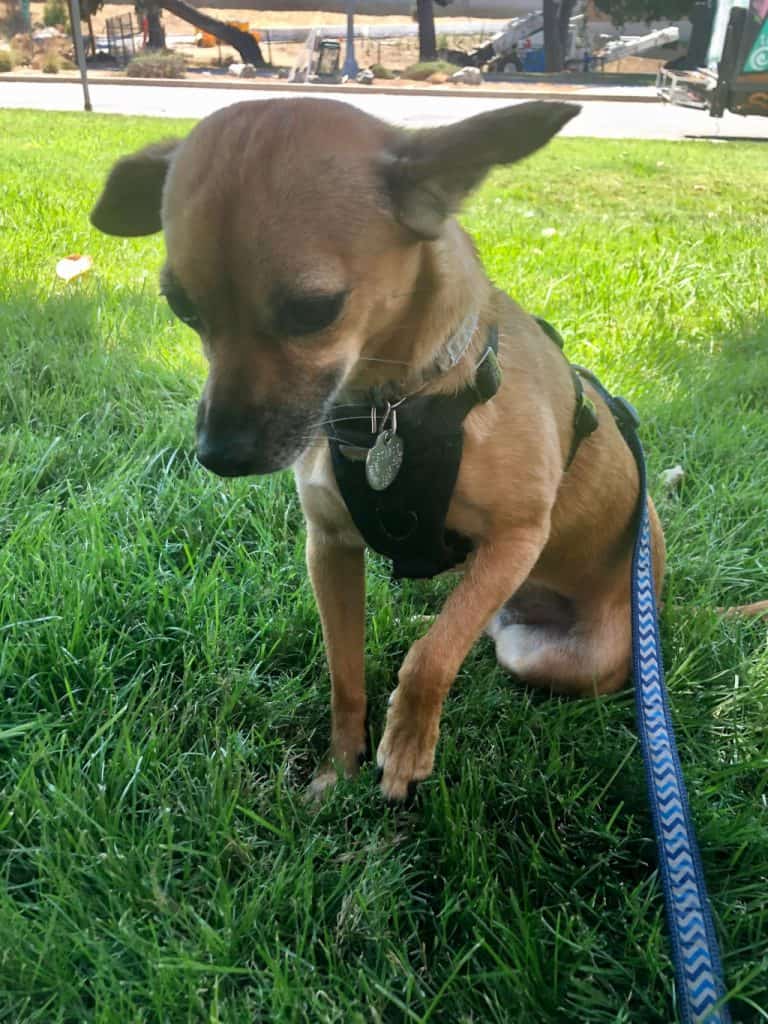 dog standing on the grass with one leg raised