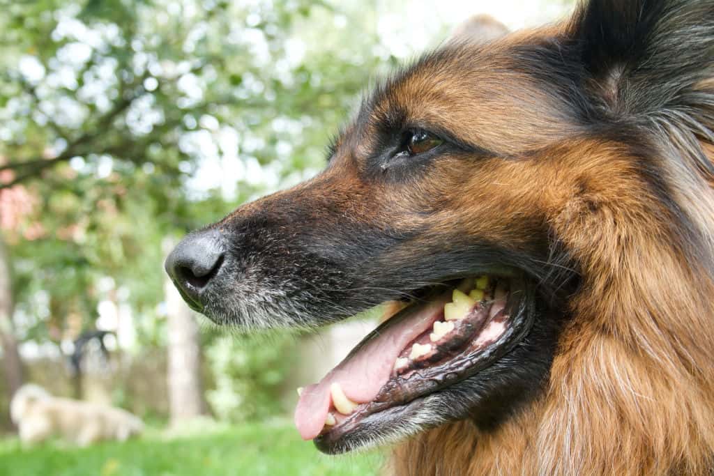 german shepherd showing big teeth while panting