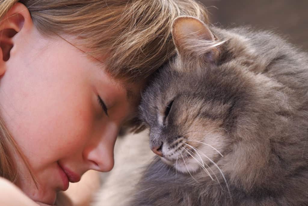 girl and cat touching heads as a sign of trust