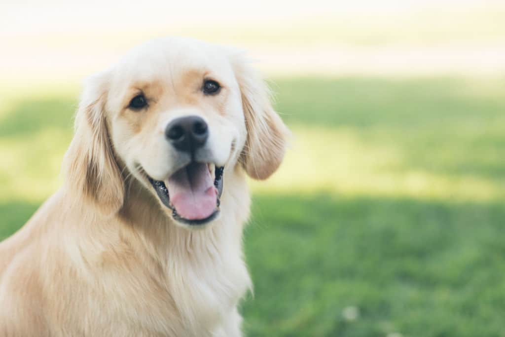 golden retriever on the green field