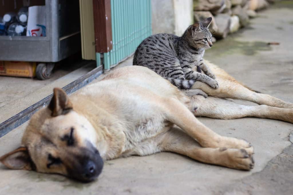 gray cat sitting on a brown dog lying