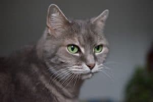 gray cat with green eyes