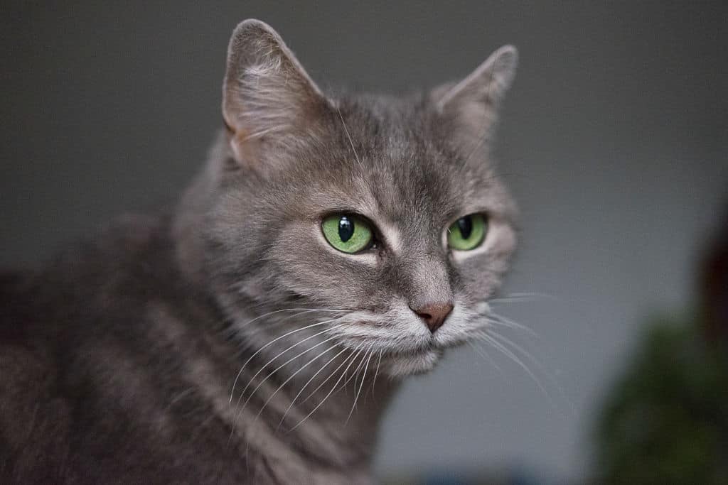 gray cat with green eyes