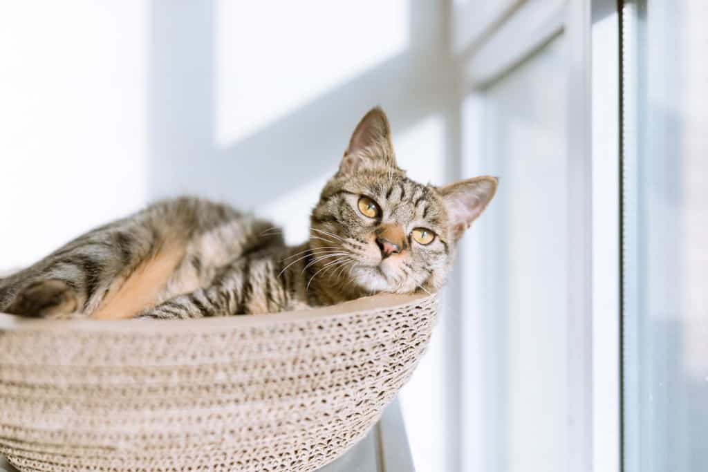 gray tabby cat resting next to window glass on sunny day