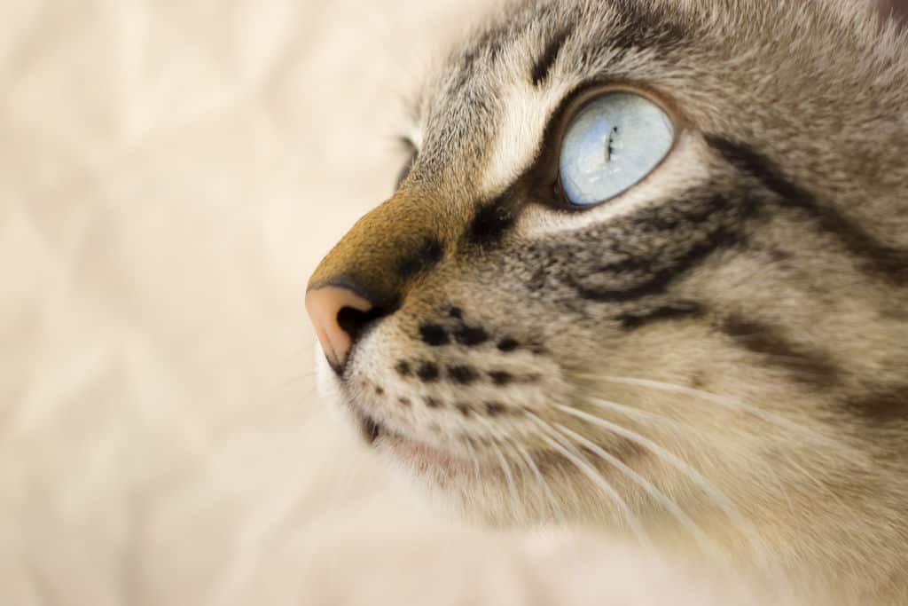 gray white cat face up close eyes