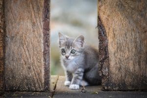grey and white kitten on wooden fence
