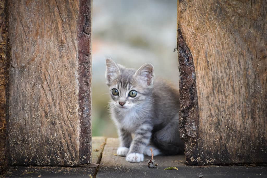 How Much Does 2 Month Old Kitten Eat