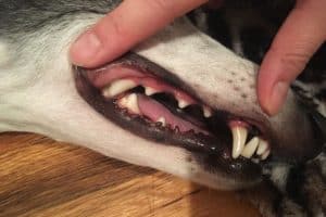 hand touching dog mouth showing healthy dog teeth