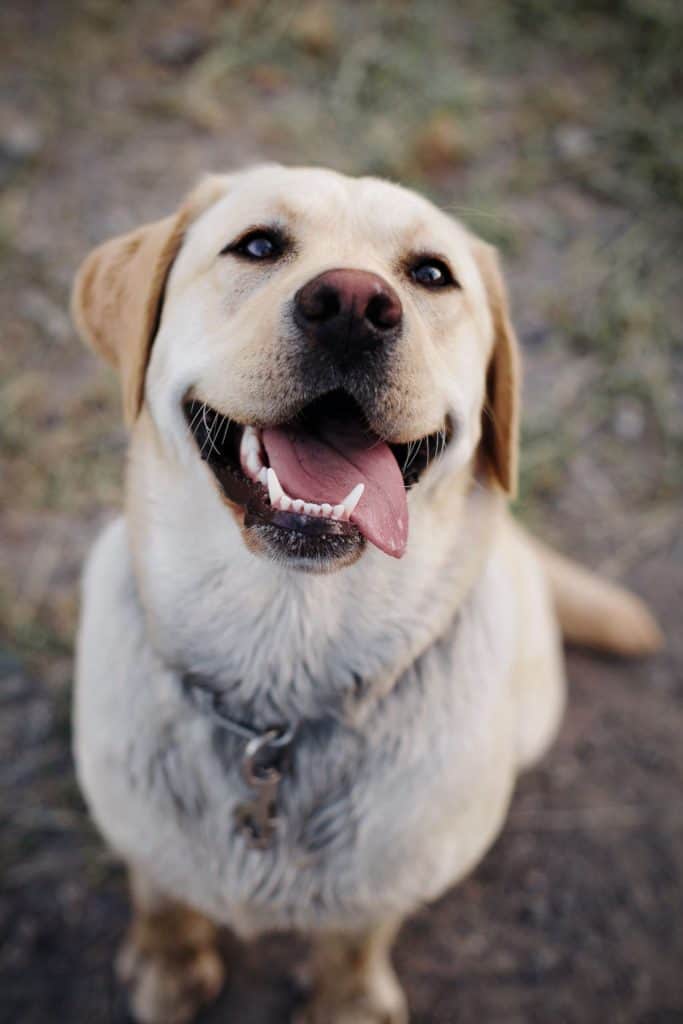 happy yellow labrador retriever with tongue out