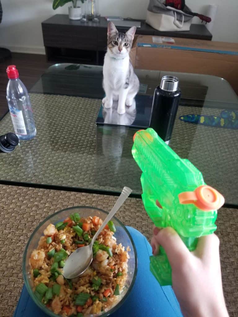 holding a water gun in front of a kitten