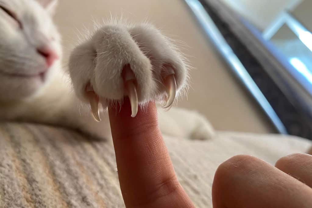 human finger pressing on cat paws to show claws