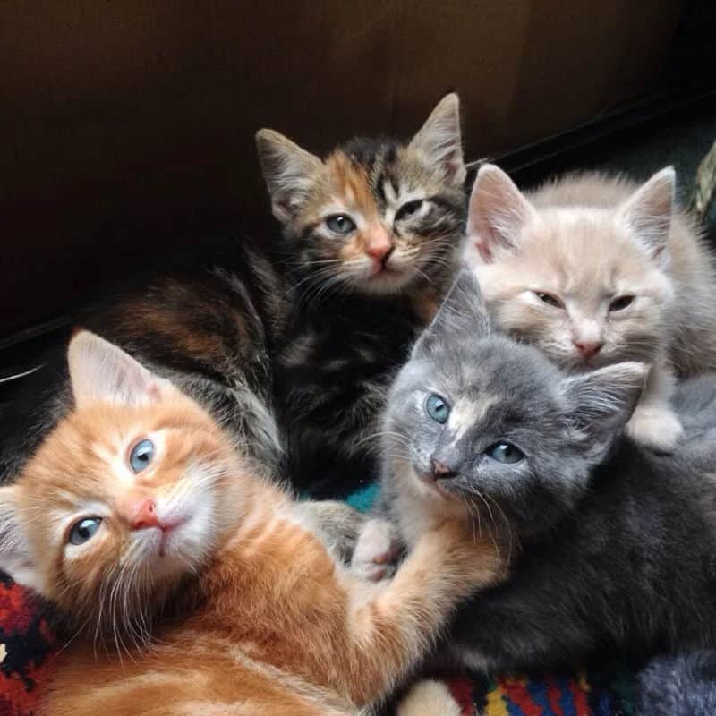 kittens of different colors
