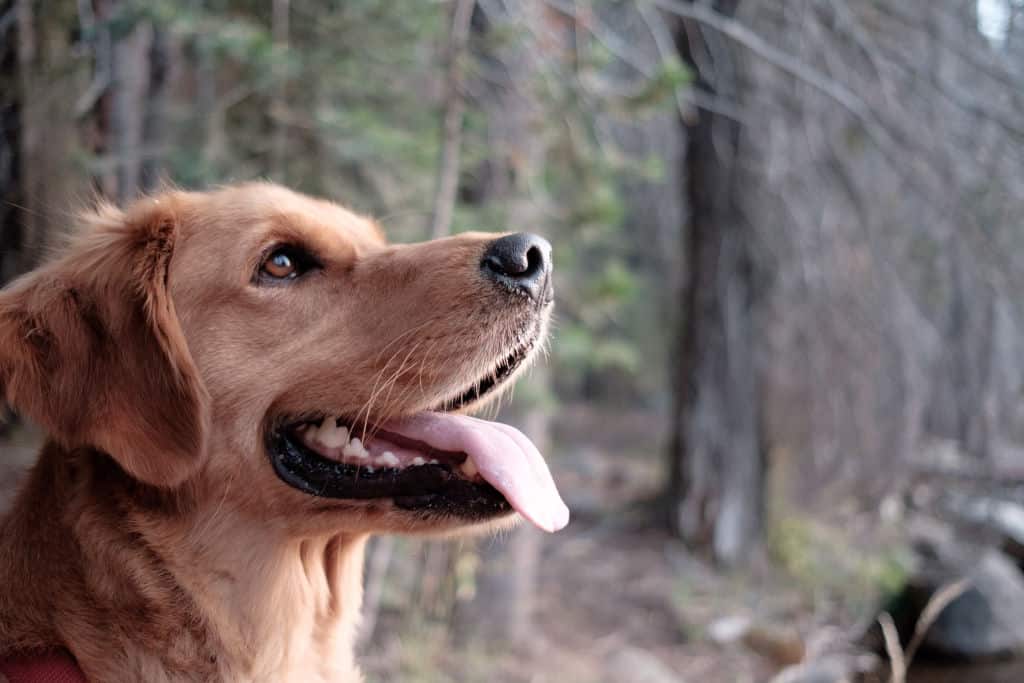labrador retriever in the forest panting