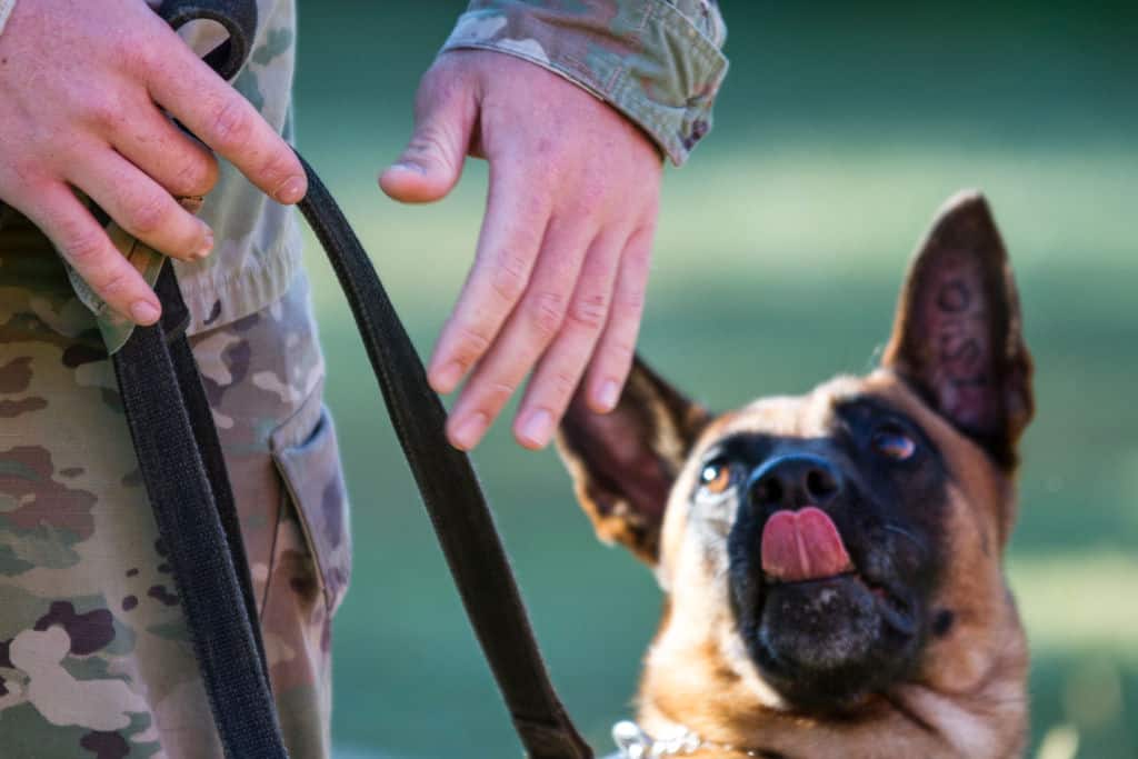 military dog handler signaling his working dog
